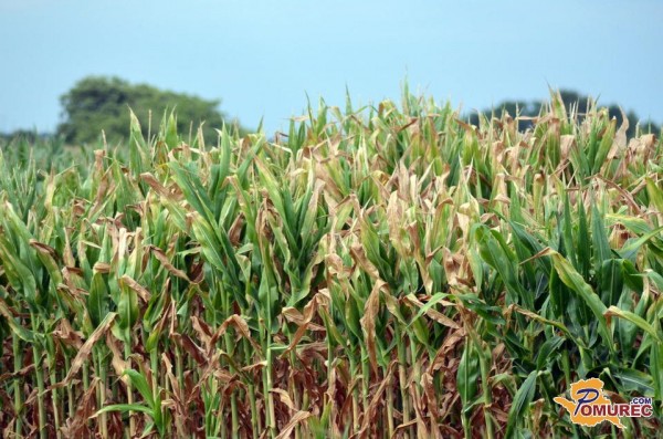Suša v kmetijstvu veliko škode povzročila tudi v Pomurju